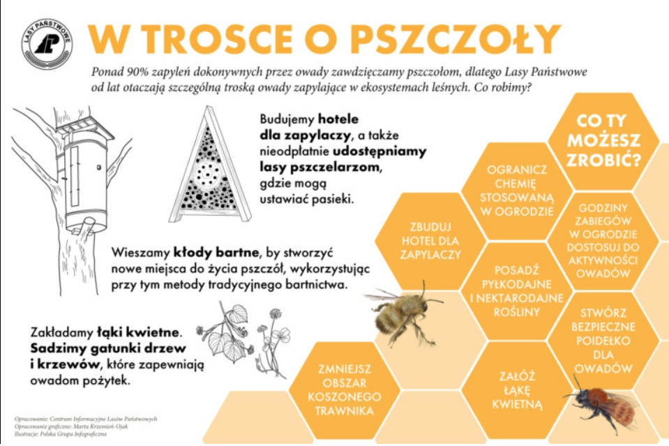 Infografika Lasów Państwowych pt. W trosce o pszczoły