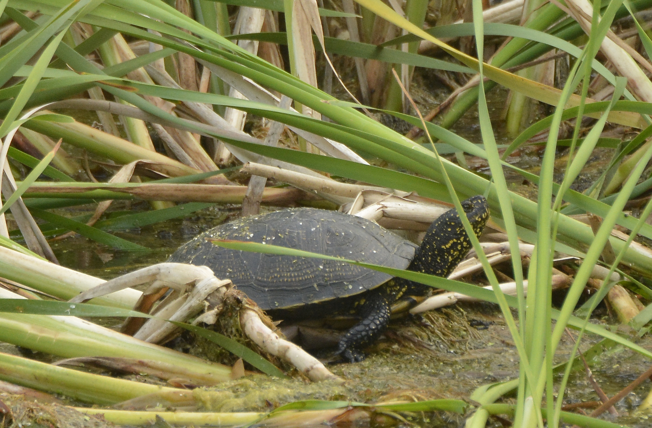 Zdjęcie przedstawia dorosłego żółwia błotnego pośród roślinności. Fot. Anna Grebieniow (PTOP Salamandra)