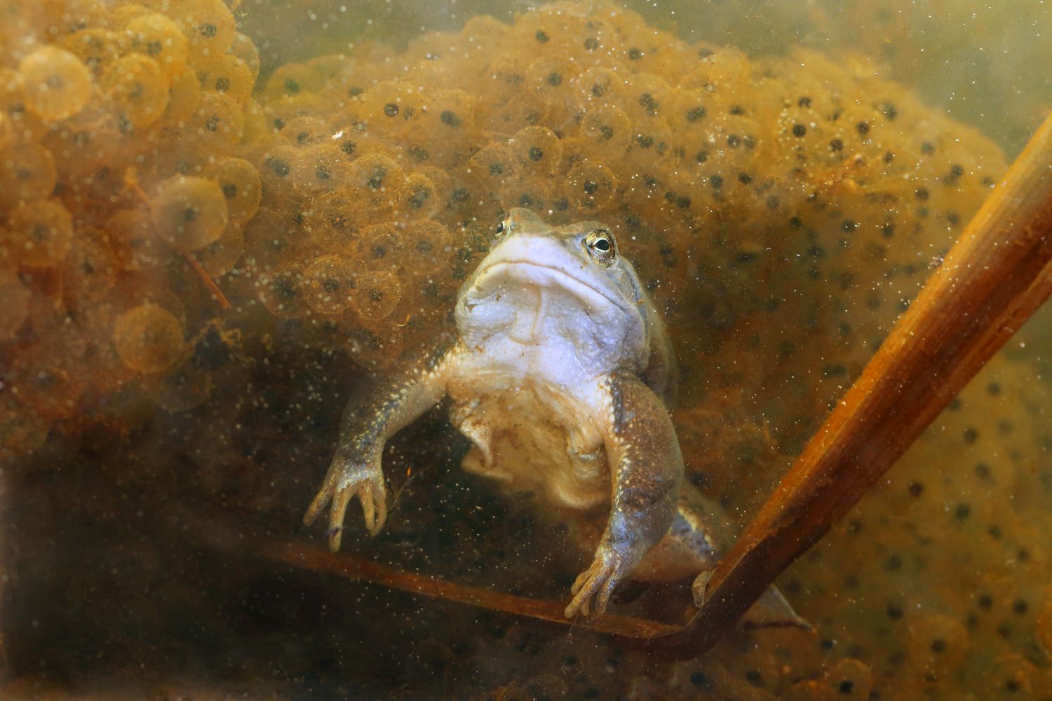 Zdjęcie przedstawia żabę pod wodą z mnóstwem skrzeku, czyli płazich jajeczek w tle. Fot. Ryszard Czaplewski