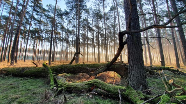 Zdjęcie&#x20;przedstawia&#x20;las&#x20;o&#x20;poranku&#x2e;&#x20;Fot&#x2e;&#x20;&#x22;Dzień&#x20;dobry&#x22;&#x20;Janusz&#x20;Duszkiewicz